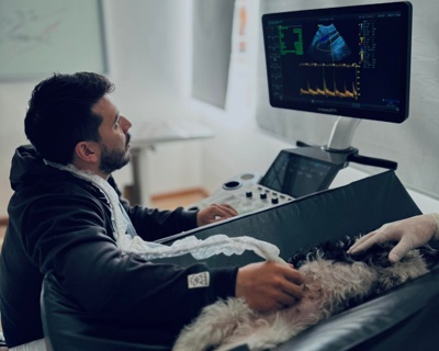 Ecografía veterinaria